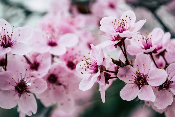 Fleurs de cerisier  : l'essence du printemps pour une atmosphère subtilement romantique