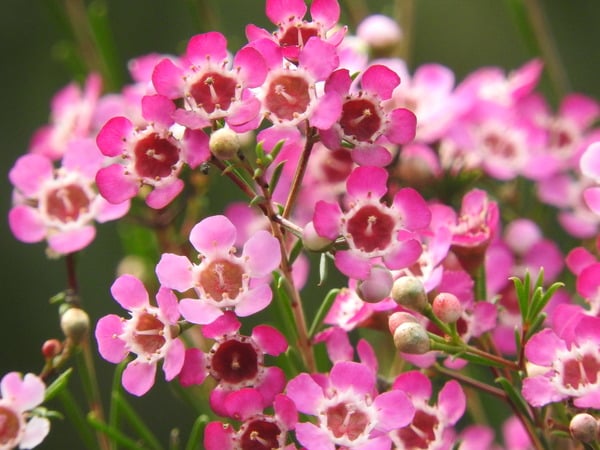 Orchidées  : la beauté exotique finement incorporée à votre décor romantique