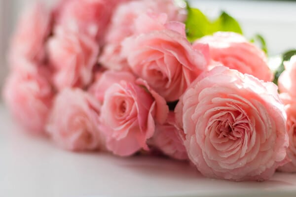 Pivoines  : apporter douceur et romantisme avec des fleurs somptueuses