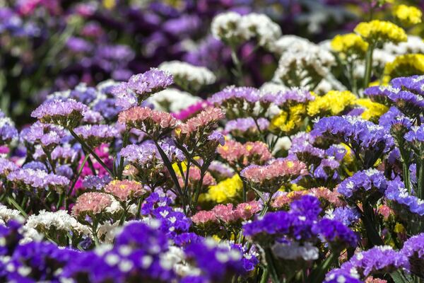 Coup d'œil sur le langage secret des fleurs à travers l'histoire