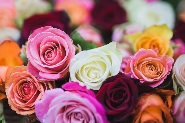 Les variétés disponibles  : profusion de couleurs et formes chez les roses et les dahlias