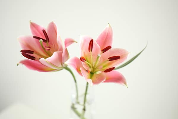 Principes fondamentaux de l'art floral minimaliste